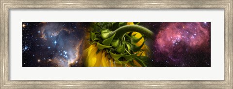 Framed Sunflower in the Hubble cosmos Print
