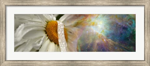Framed Daisy with Hubble cosmos Print