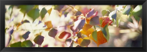 Framed Chinese Tallow Leaves Print