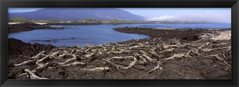 Framed Marine iguanas (Amblyrhynchus cristatus) at a coast, Fernandina Island, Galapagos Islands, Ecuador Print