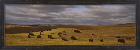 Framed High angle view of buffaloes grazing on a landscape, North Dakota, USA Print