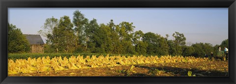 Framed Tractor in a tobacco field, Winchester, Kentucky, USA Print