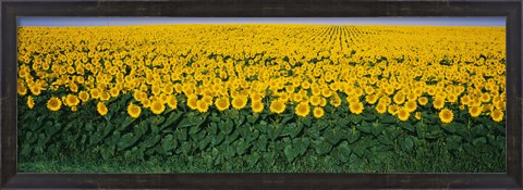 Framed Sunflower Field, Maryland, USA Print