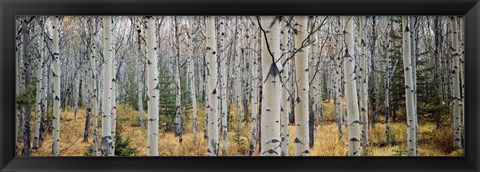 Framed Aspen trees in a forest, Alberta, Canada Print