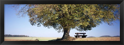 Framed Empty bench under a tree, Baden-Wurttemberg, Germany Print
