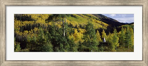 Framed Newlywed couple in a forest, Aspen, Pitkin County, Colorado, USA Print