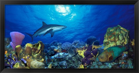 Framed Caribbean Reef shark (Carcharhinus perezi) Rainbow Parrotfish (Scarus guacamaia) in the sea Print