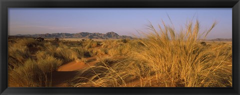 Framed Grass growing in a desert, Namib Rand Nature Reserve, Namib Desert, Namibia Print