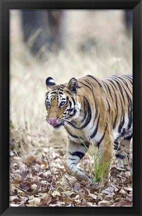 Framed Bengal tiger (Panthera tigris tigris) in a forest, India Print