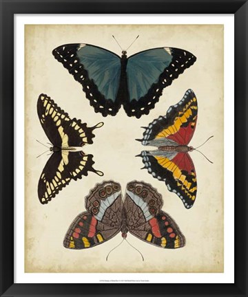 Framed Display of Butterflies I Print