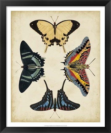 Framed Display of Butterflies III Print