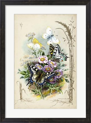 Framed Victorian Butterfly Garden V Print