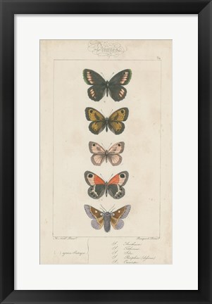 Framed Pauquet Butterflies VI Print