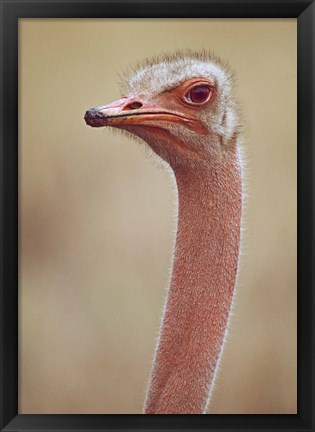 Framed Ostrich Kenya Africa Print