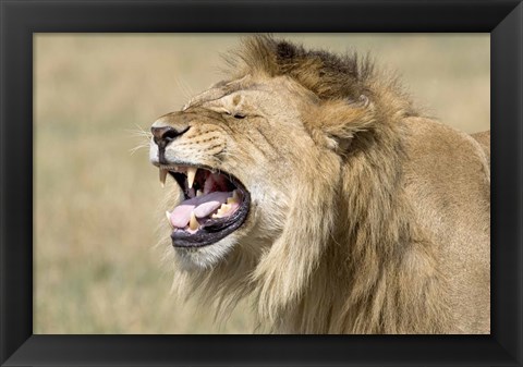 Framed Close-up of a male lion roaring Print