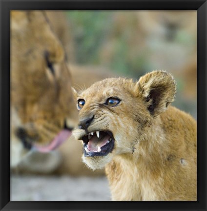 Framed Lion Cub and Mother, Ngorongoro Conservation Area, Arusha Region, Tanzania (Panthera leo) Print