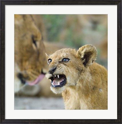 Framed Lion Cub and Mother, Ngorongoro Conservation Area, Arusha Region, Tanzania (Panthera leo) Print