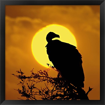 Framed Silhouette of a vulture perching on a branch, Masai Mara National Reserve, Kenya Print