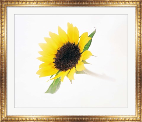 Framed Close up of sunflower Print