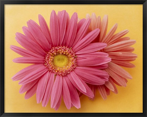 Framed Close up of two pink zinnias on yellow gold background Print