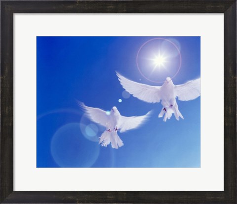 Framed Two doves side by side with wings outstretched in flight with brilliant light and blue sky Print