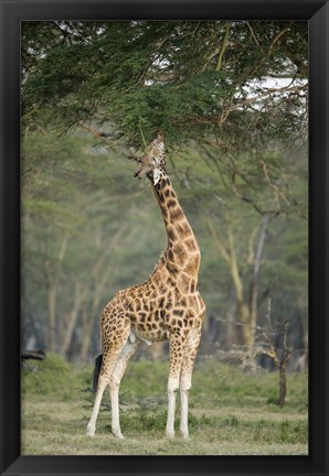 Framed Rothschild giraffe (Giraffa camelopardalis rothschildi) feeding on tree leaves, Lake Nakuru National Park, Kenya Print