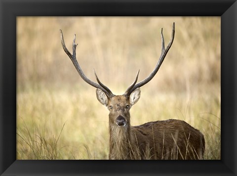 Framed Close-up of a Swamp deer (Rucervus duvaucelii), Kanha National Park, Madhya Pradesh, India Print