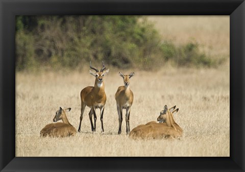 Framed Ugandan kobs (Kobus kob thomasi) mating behavior sequence, Queen Elizabeth National Park, Uganda Print