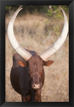 Framed Ankole-Watusi cattle standing in a field, Queen Elizabeth National Park, Uganda Print
