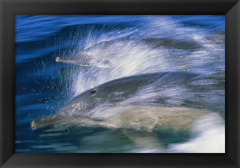 Framed Common dolphins breaching in the sea Print