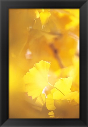 Framed Yellow Leaves, Autumn, Backlit Print