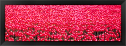 Framed Fields of tulips Alkmaar Vicinity Netherlands Print