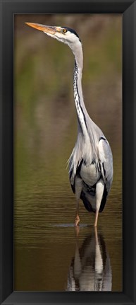 Framed Side profile of a Grey Heron (Ardea Cinerea) preparing to take off, Lake Naivasha, Kenya Print