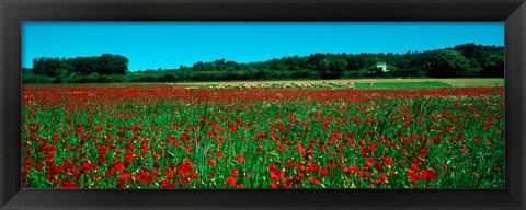 Framed Poppies and sheep in a field, Provence-Alpes-Cote d&#39;Azur, France Print