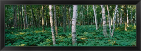 Framed Birch Trees in Forest Print