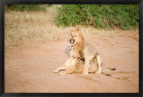 Framed Lion pair (Panthera leo) mating in a field, Samburu National Park, Rift Valley Province, Kenya Print