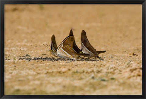 Framed Swallowtail butterflies in a field, Three Brothers River, Meeting of the Waters State Park, Pantanal Wetlands, Brazil Print