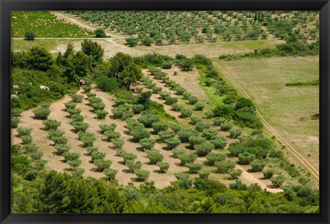 Framed Olive trees in field, Les Baux-de-Provence, Bouches-Du-Rhone, Provence-Alpes-Cote d&#39;Azur, France Print