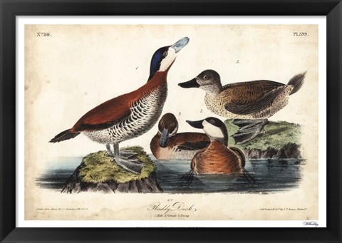 Framed Audubon Ducks II Print