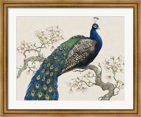Framed Peacock &amp; Blossoms I Print