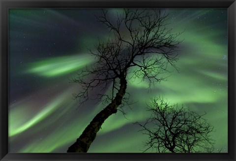 Framed Northern Lights with trees in the arctic wilderness, Nordland, Norway Print