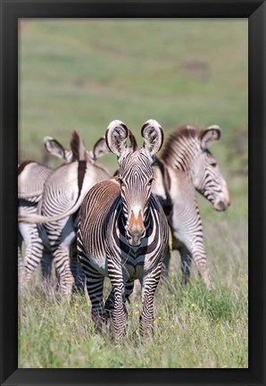 Framed Grevy&#39;s Zebra, Kenya Print