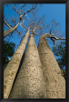 Framed Baobab Trees, Ampijoroa-Ankarafantsika NP, MADAGASCAR Print