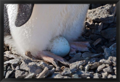 Framed Adelie Penguin nesting egg, Paulet Island, Antarctica Print