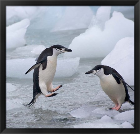 Framed Chinstrap Penguins on ice, Antarctica Print