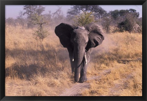 Framed Elephant, Okavango Delta, Botswana Print