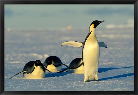 Framed Emperor Penguins, Antarctica, Atka Bay, Weddell Sea Print