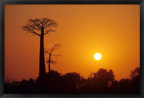 Framed Baobab Avenue at Sunset, Madagascar Print