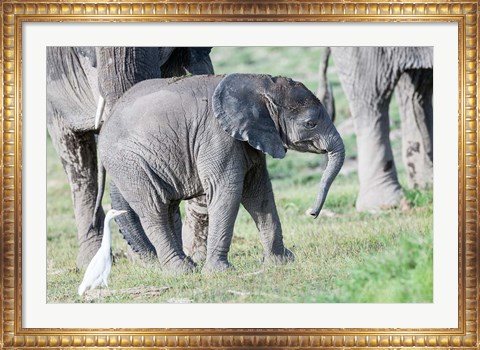 Framed African bush elephant calf in Amboseli National Park, Kenya Print