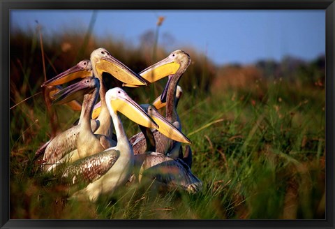 Framed Botswana, Okavango Delta. Pink-backed Pelican birds Print